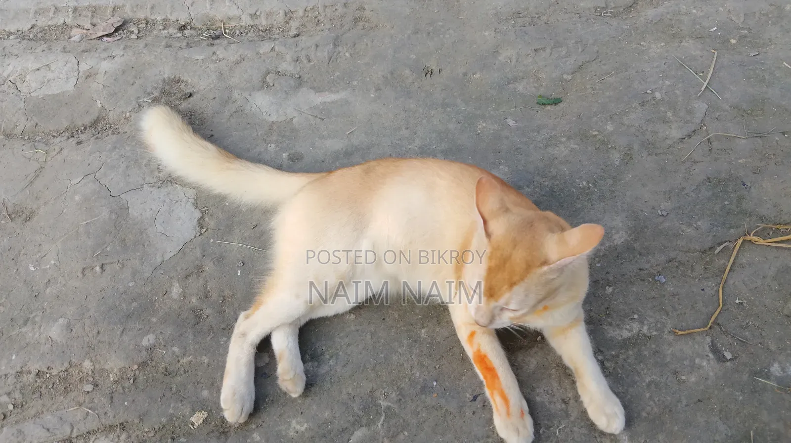 6-12 Months Male Mixed Breed Persian Cat