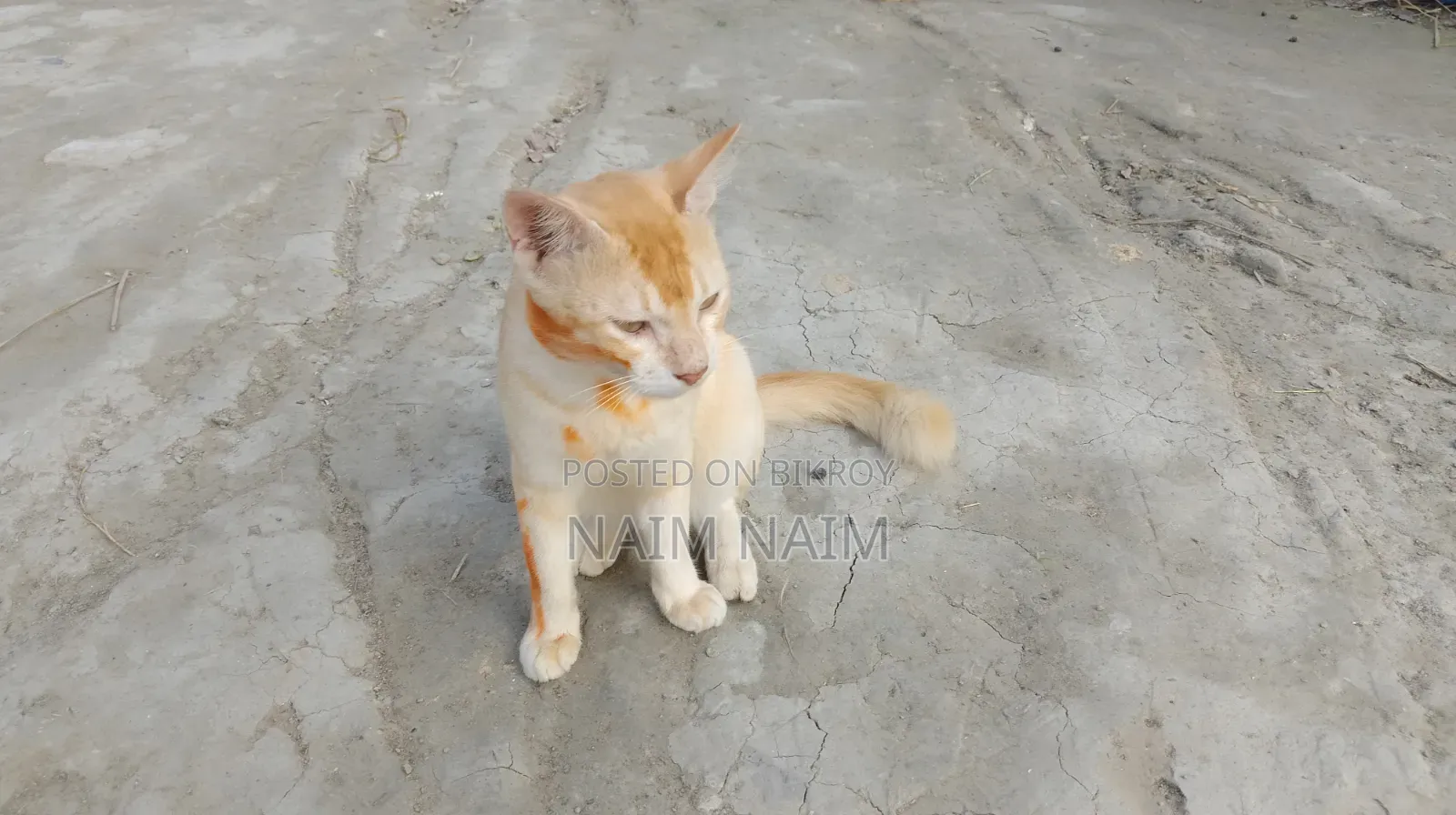 6-12 Months Male Mixed Breed Persian Cat