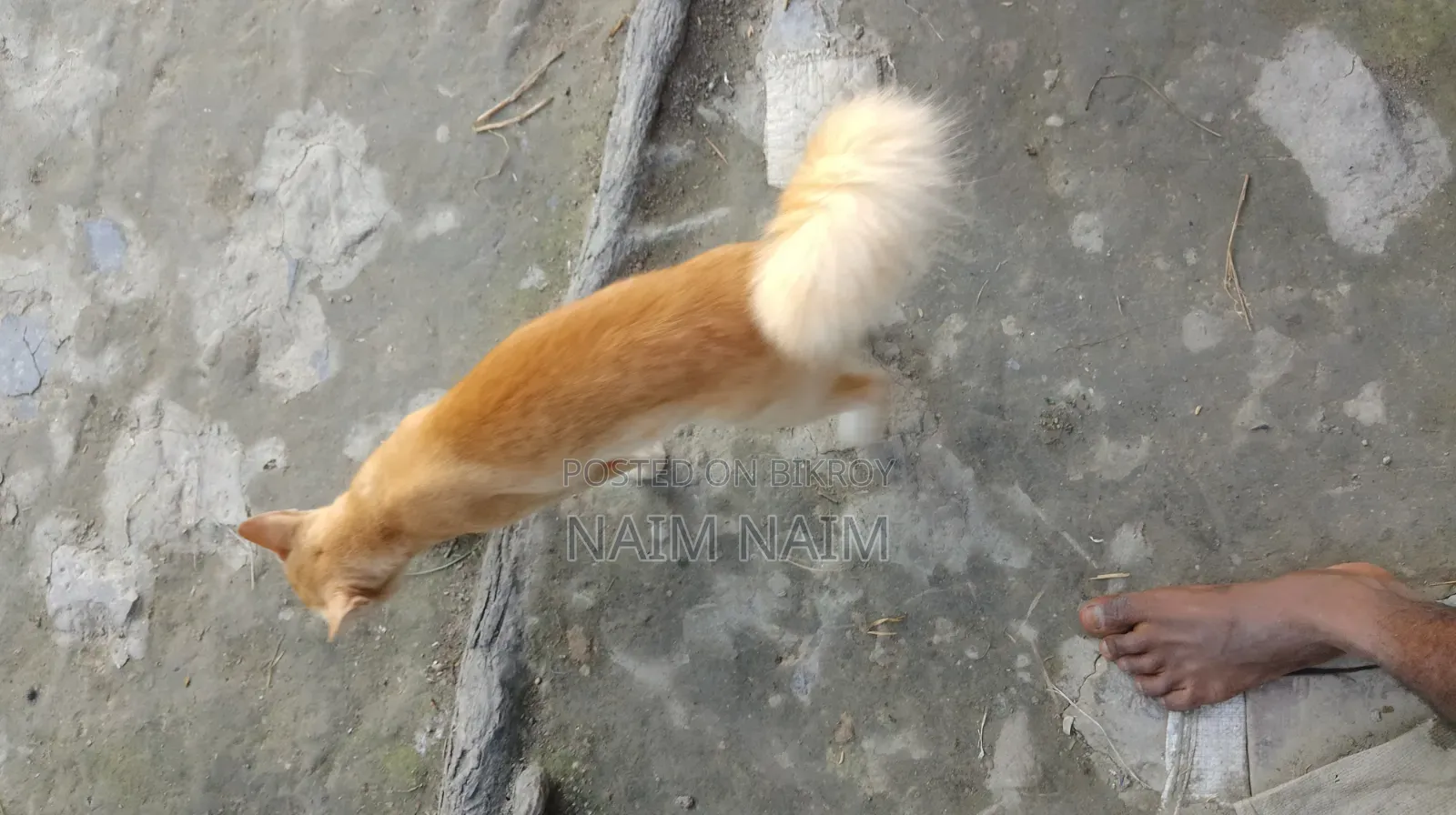 6-12 Months Male Mixed Breed Persian Cat