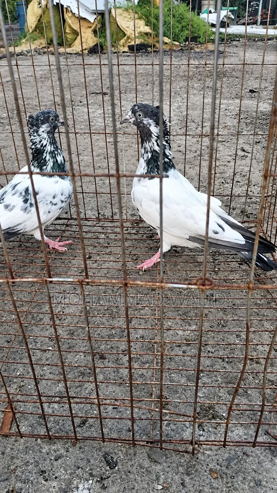 Kobutor Pigeon