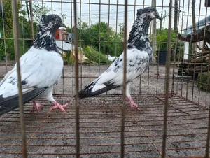 Kobutor Pigeon