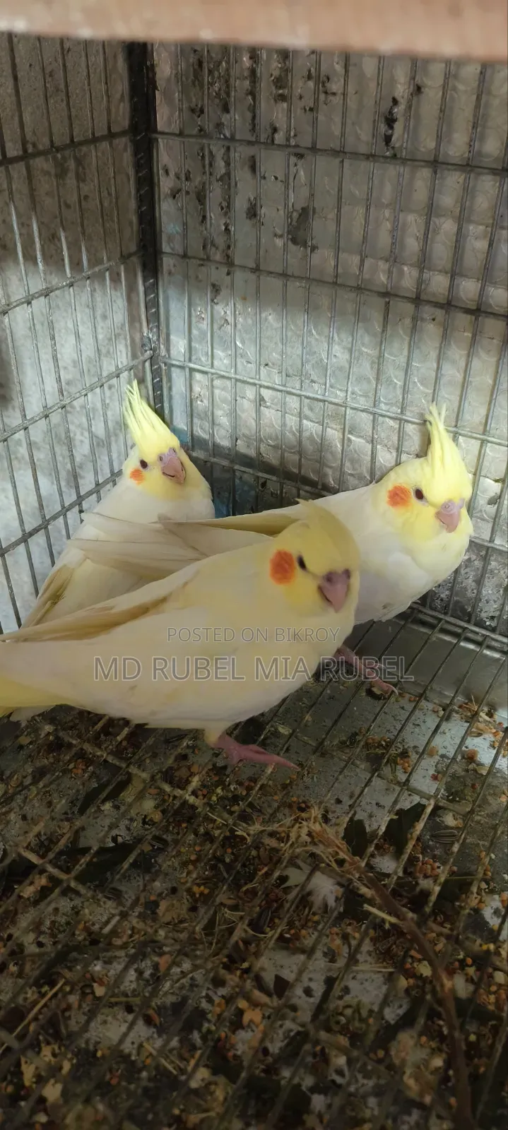 3 Beautiful Cockatiel Babies for Sale | Gazipur