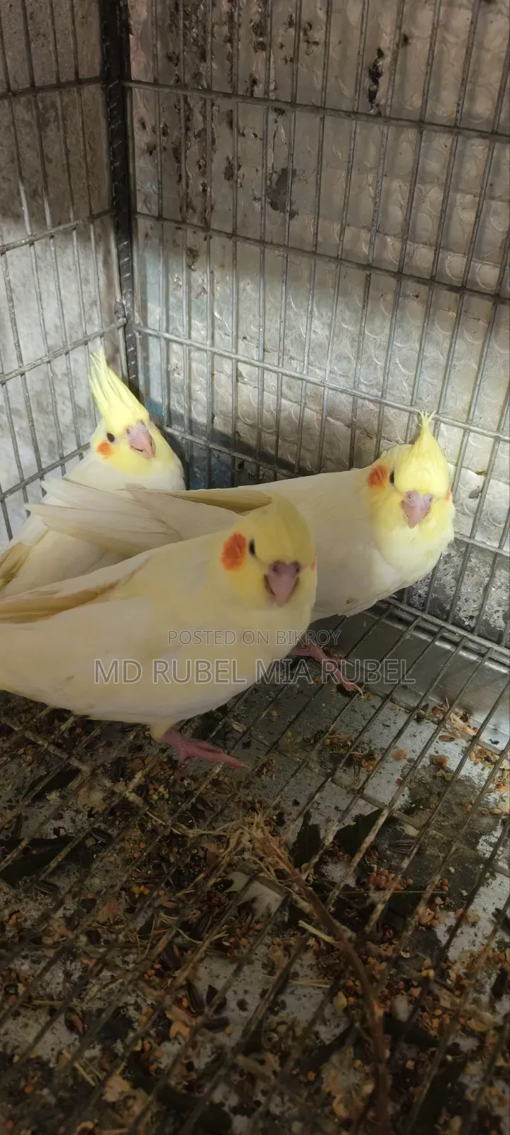 3 Beautiful Cockatiel Babies for Sale | Gazipur