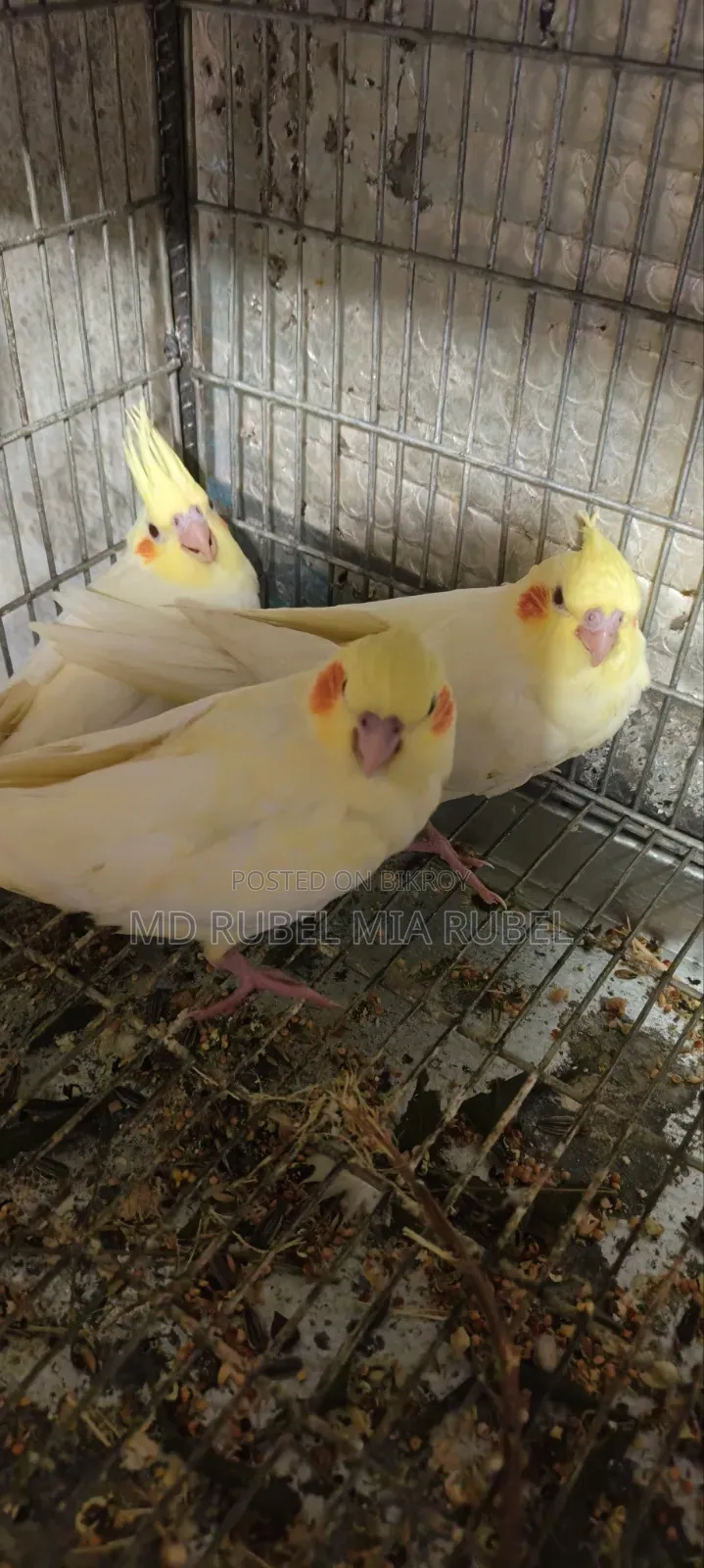 3 Beautiful Cockatiel Babies for Sale | Gazipur