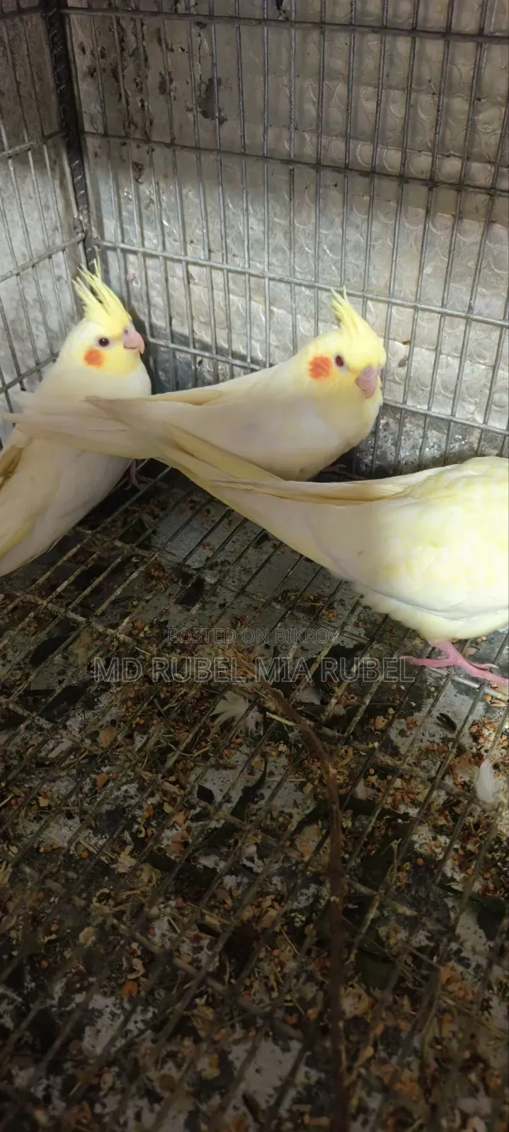 3 Beautiful Cockatiel Babies for Sale | Gazipur