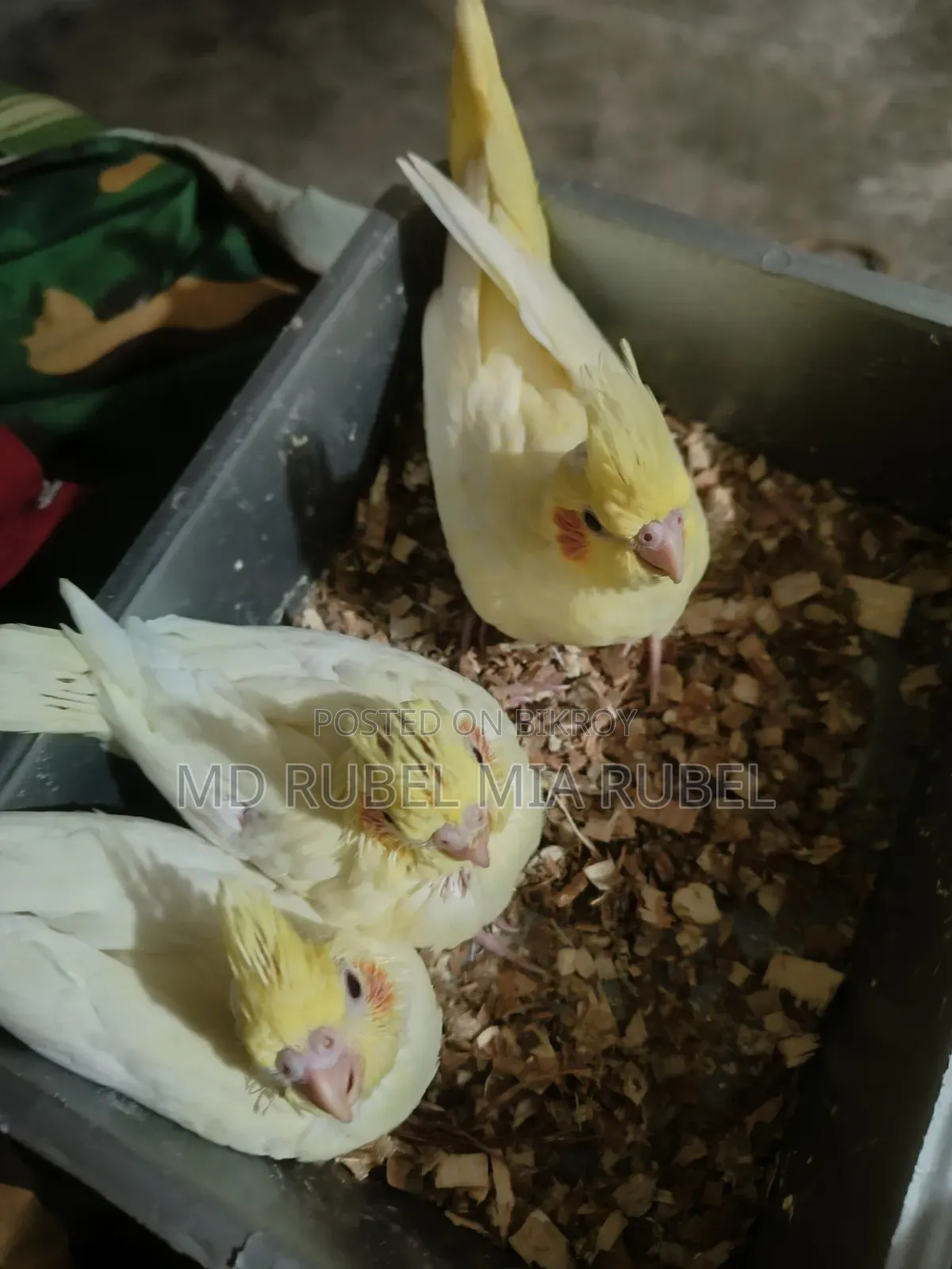 3 Beautiful Cockatiel Babies for Sale | Gazipur
