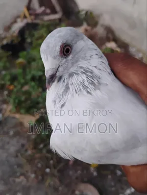 Giribaj Pigeon for Sale