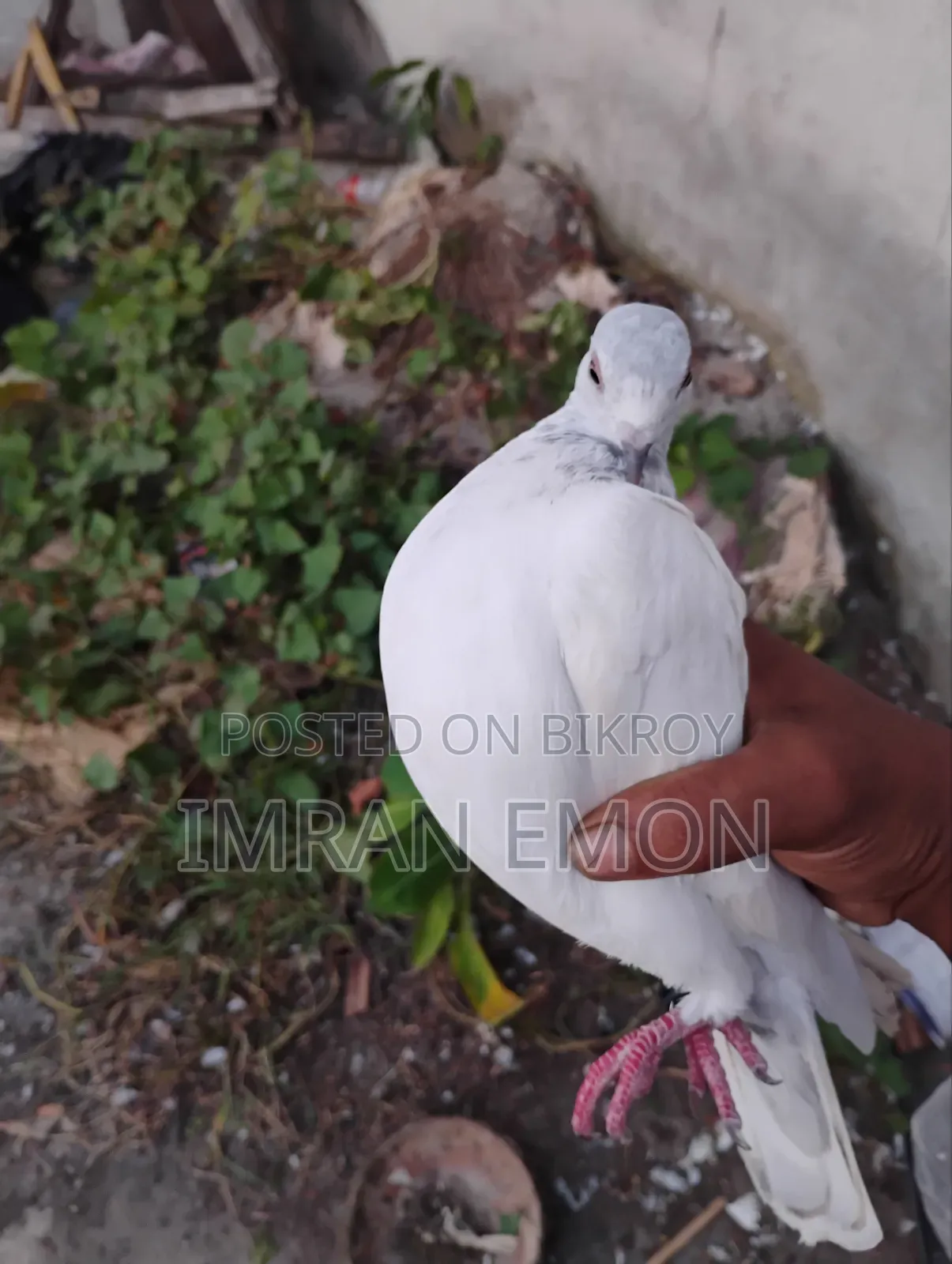 Giribaj Pigeon for Sale