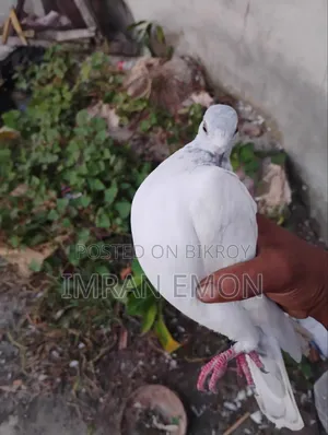 Giribaj Pigeon for Sale