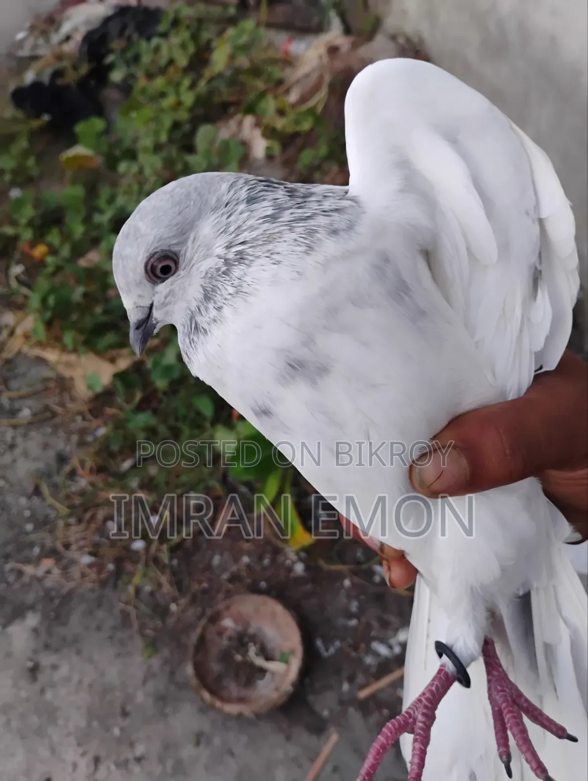 Giribaj Pigeon for Sale