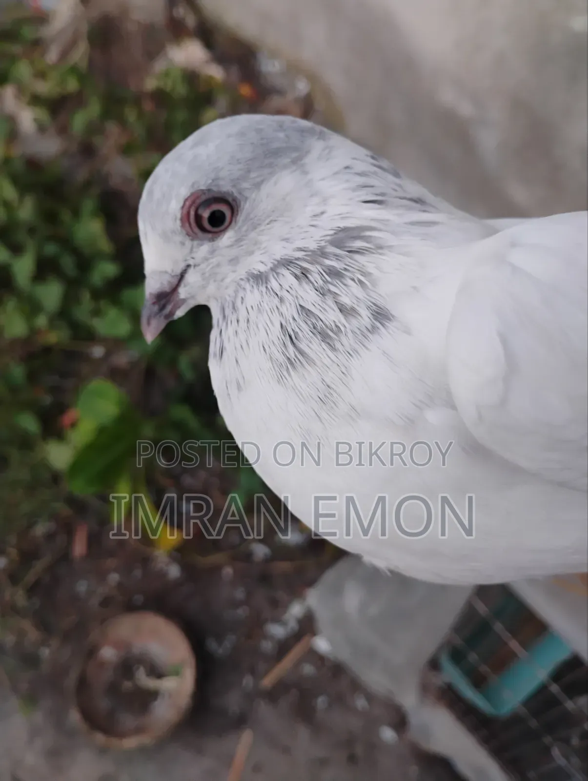 Giribaj Pigeon for Sale