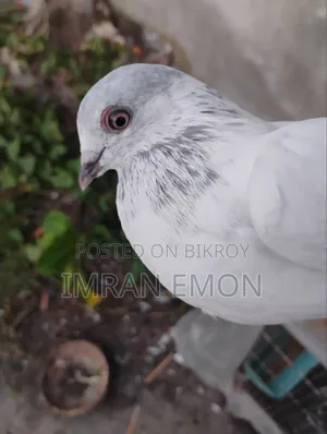 Giribaj Pigeon for Sale