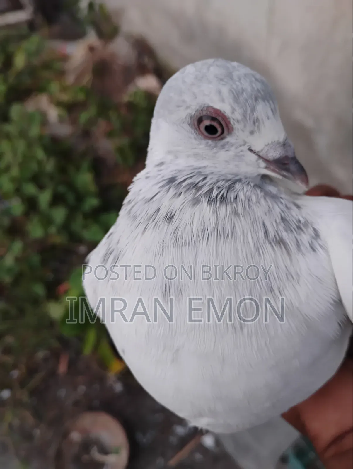 Giribaj Pigeon for Sale