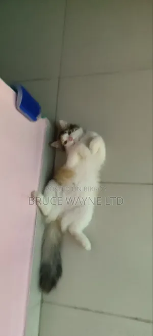 1-3 months Female Mixed Breed Persian