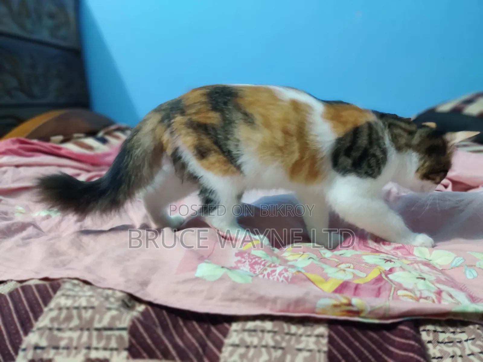 1-3 months Female Mixed Breed Persian