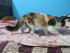 1-3 months Female Mixed Breed Persian