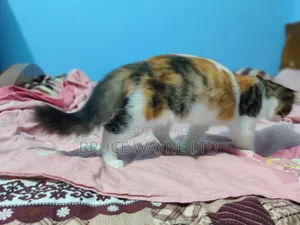 1-3 months Female Mixed Breed Persian