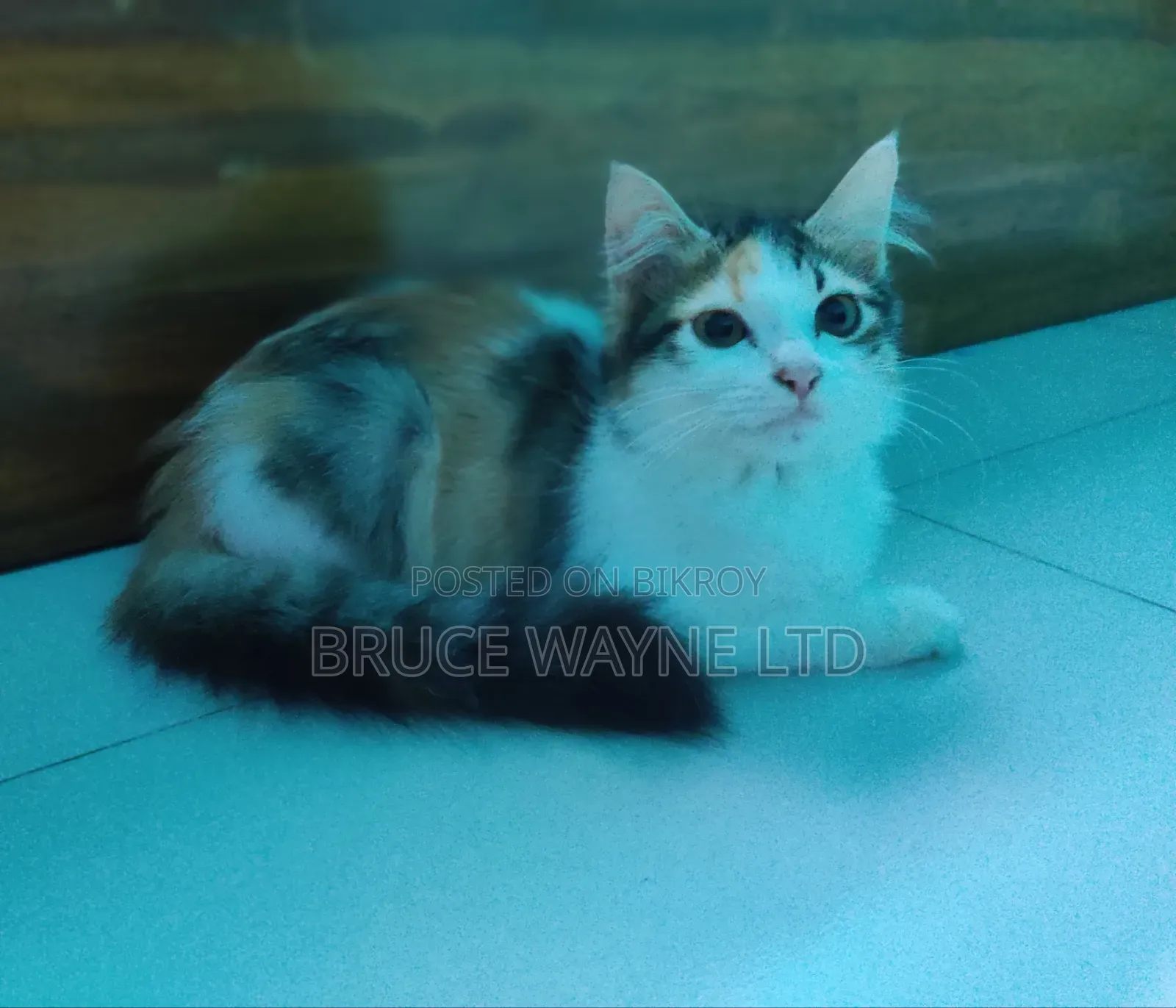 1-3 months Female Mixed Breed Persian