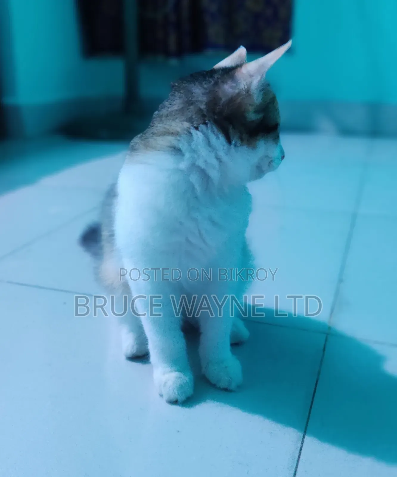 1-3 months Female Mixed Breed Persian