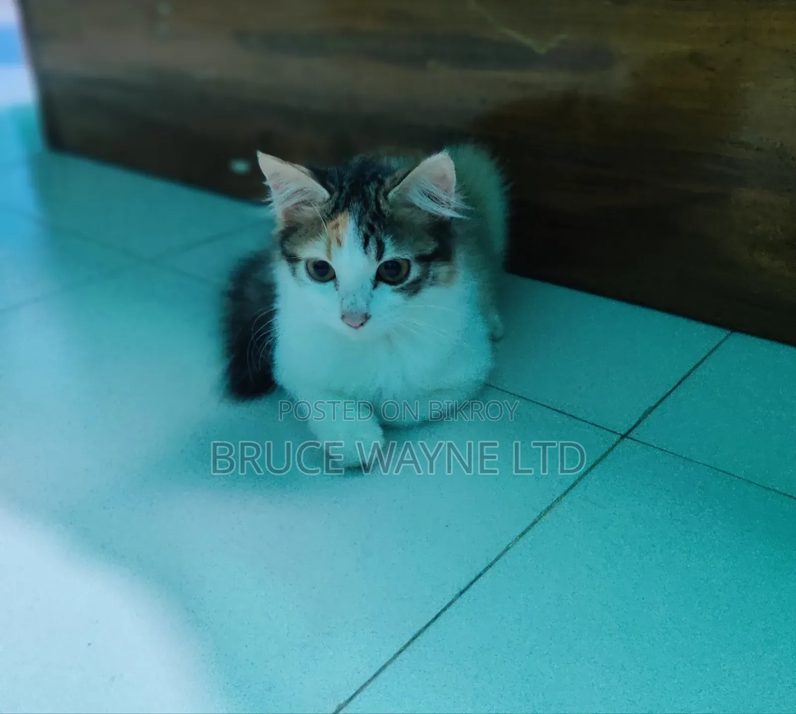 1-3 months Female Mixed Breed Persian