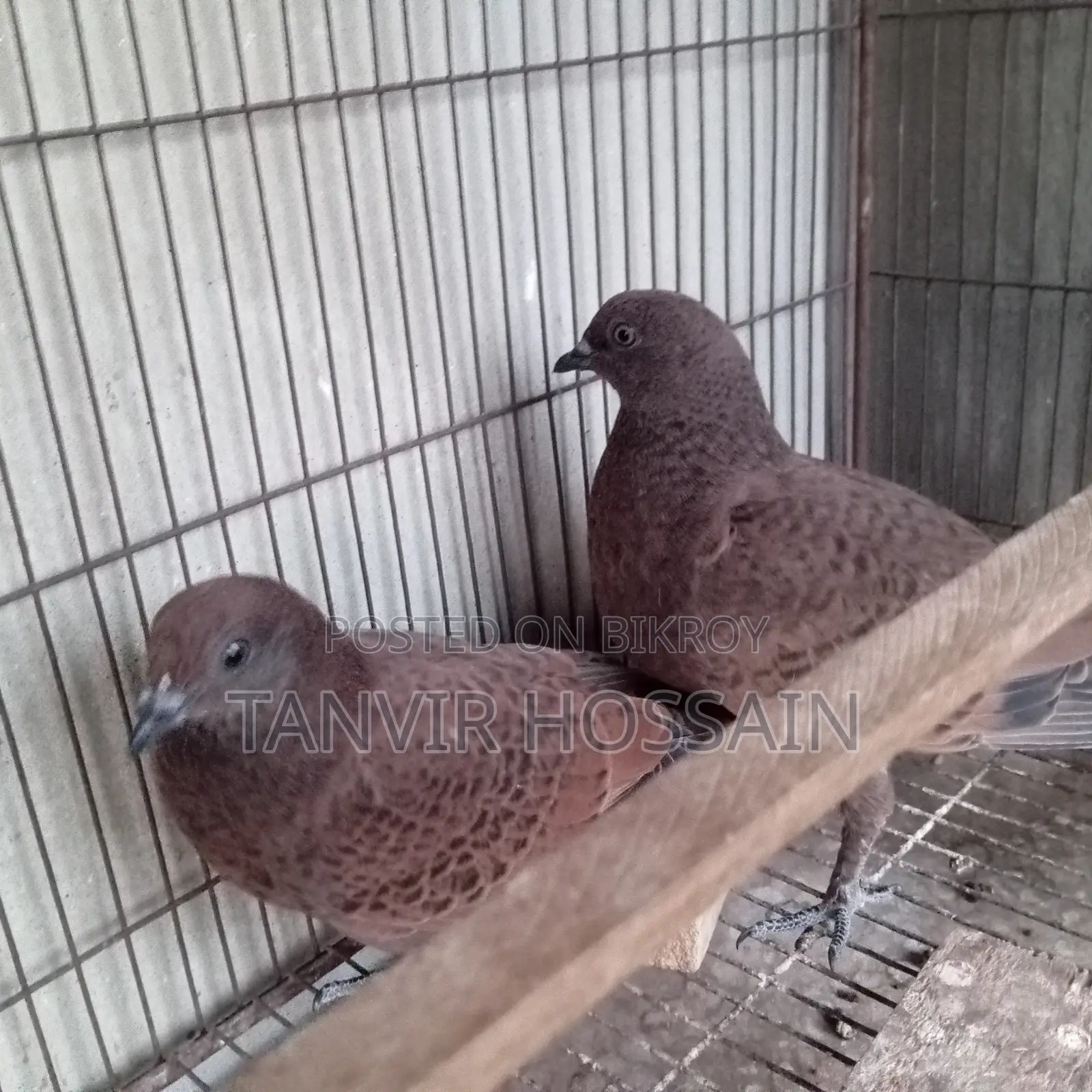Chila Baby Pair