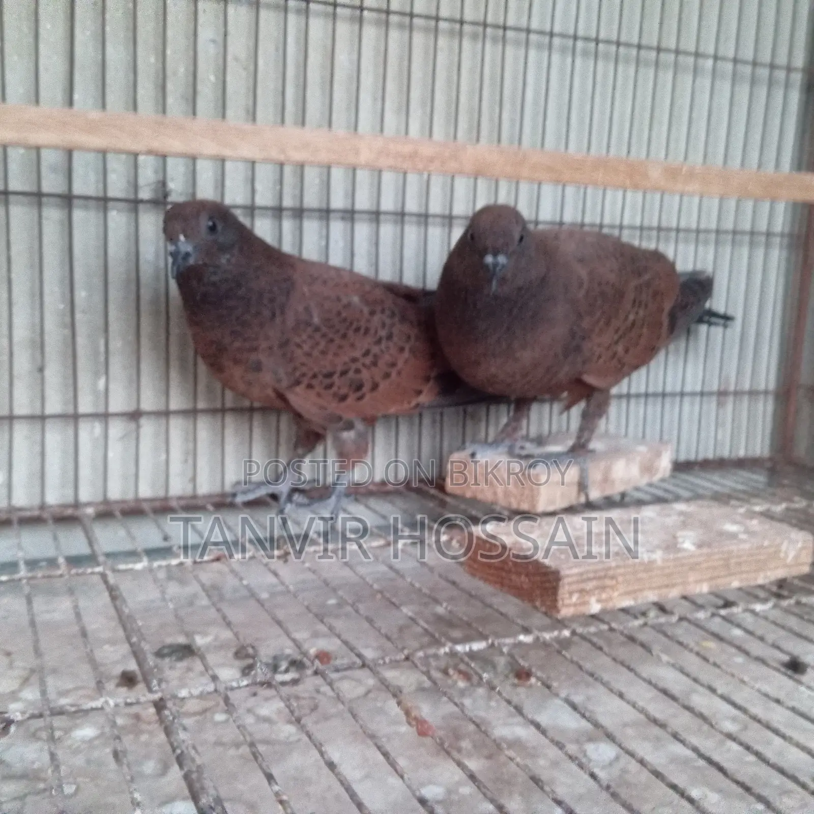 Chila Baby Pair
