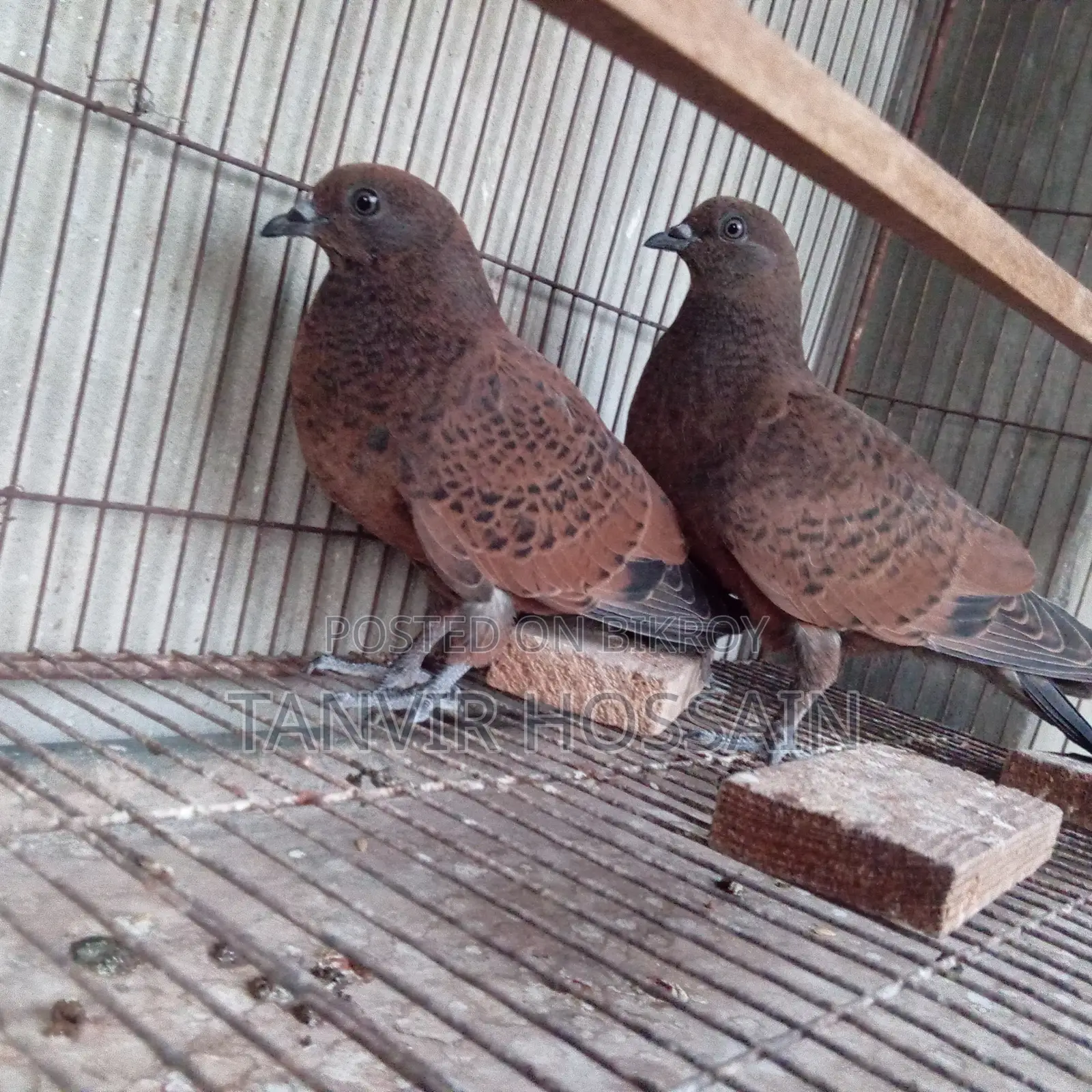 Chila Baby Pair
