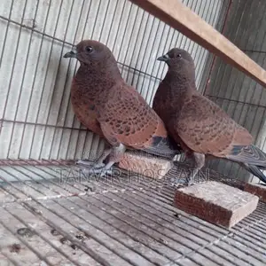 Chila Baby Pair