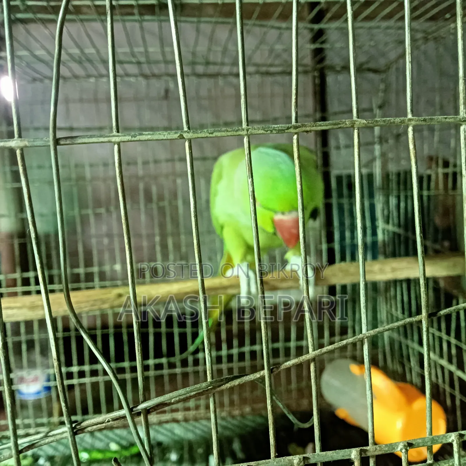 Speaking female Ringneck parrot for sale