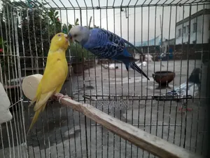 Budgerigar Running Pair