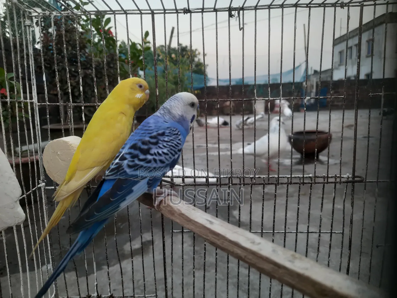 Budgerigar Running Pair