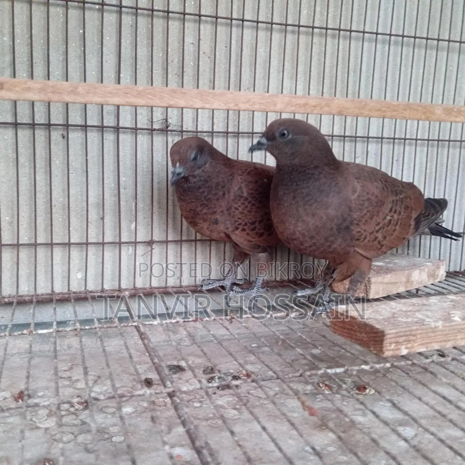 Chila Baby Pair