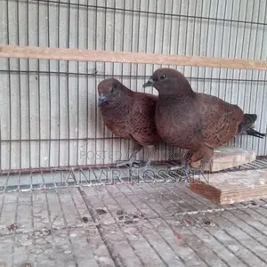 Chila Baby Pair