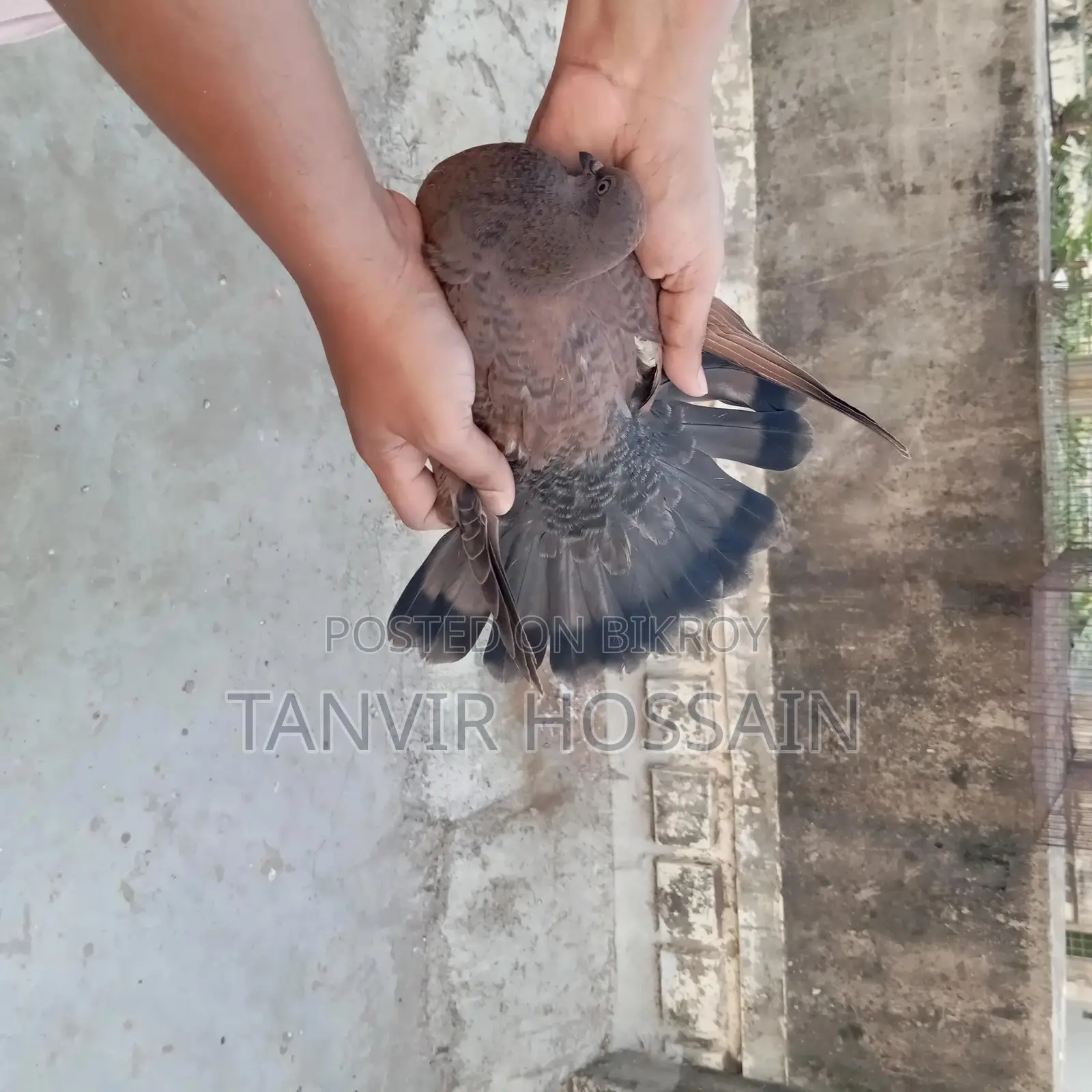 Chila Baby Pair