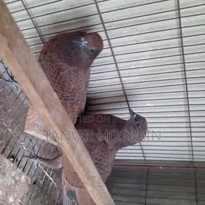 Chila Baby Pair
