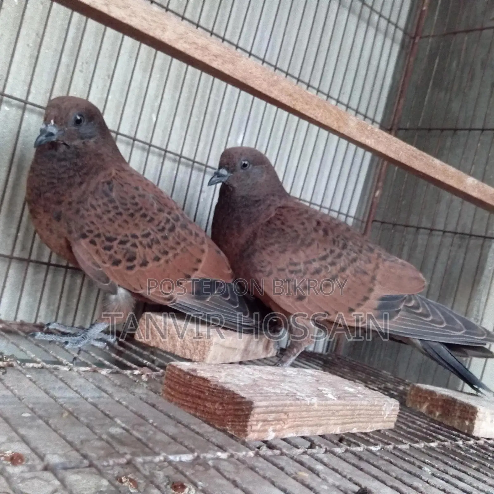 Chila Baby Pair