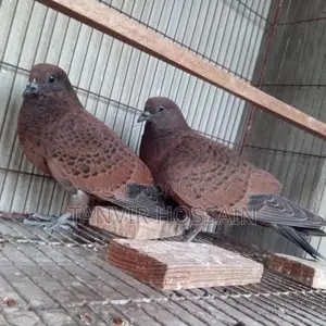 Chila Baby Pair