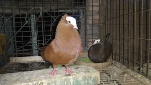 Mukkhi Running Pear