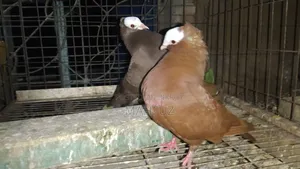 Mukkhi Running Pear