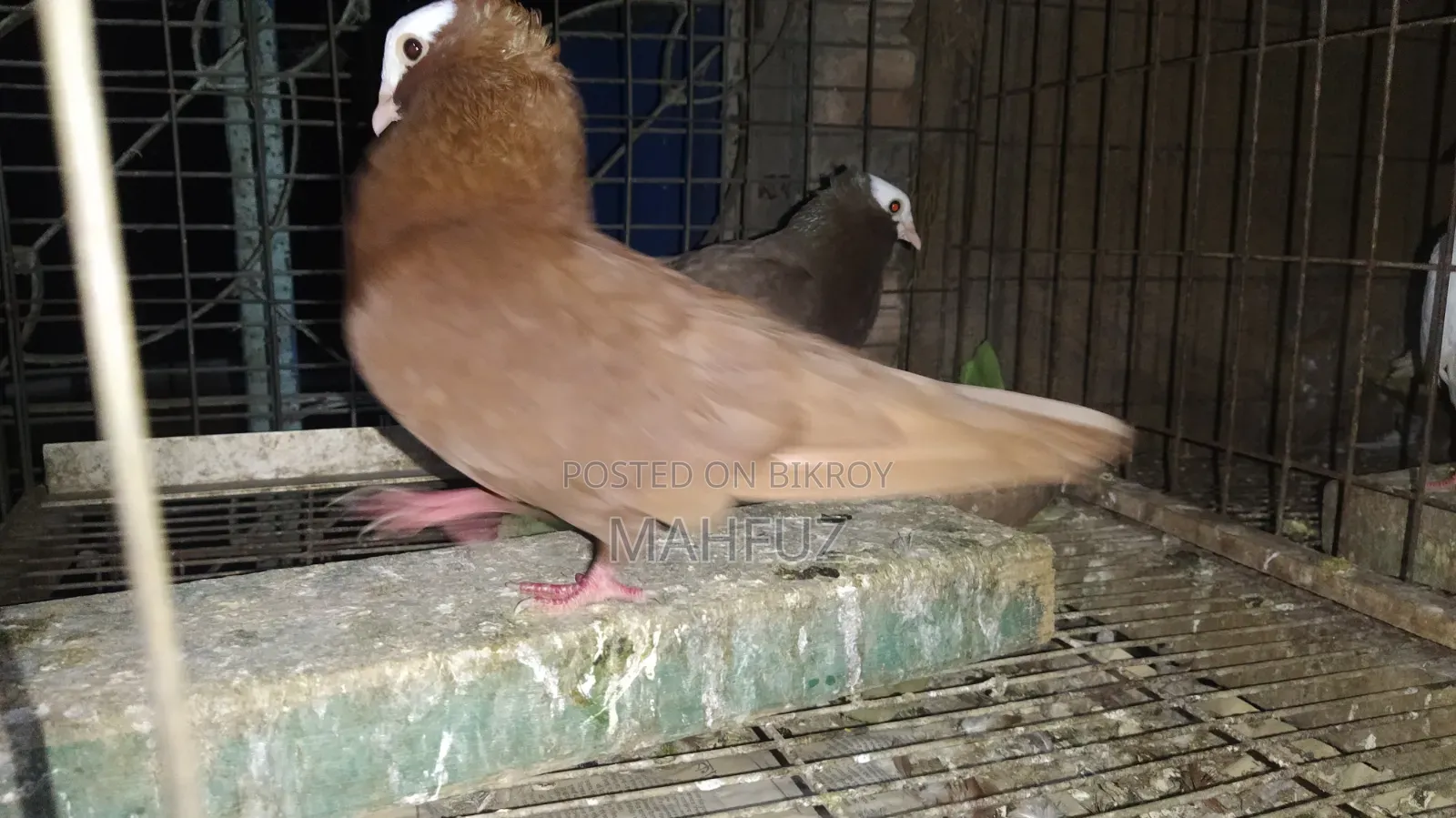 Mukkhi Running Pear