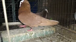 Mukkhi Running Pear