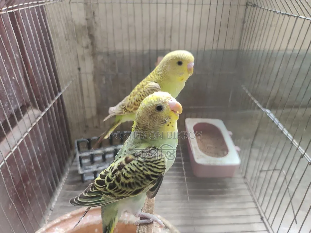 A pair of Budgie birds will be sold.