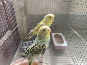 A pair of Budgie birds will be sold.