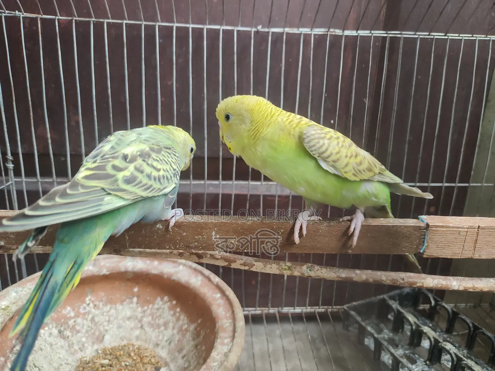 A pair of Budgie birds will be sold.