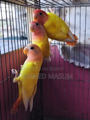 3 Pcs Lutino Red Head Opaline Baby Age 5 Months+ Full Fresh & Active ✅