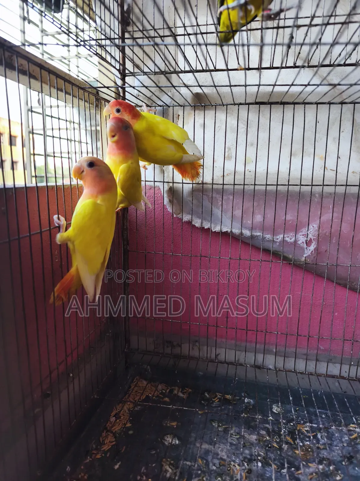 3 Pcs Lutino Red Head Opaline Baby Age 5 Months+ Full Fresh & Active ✅