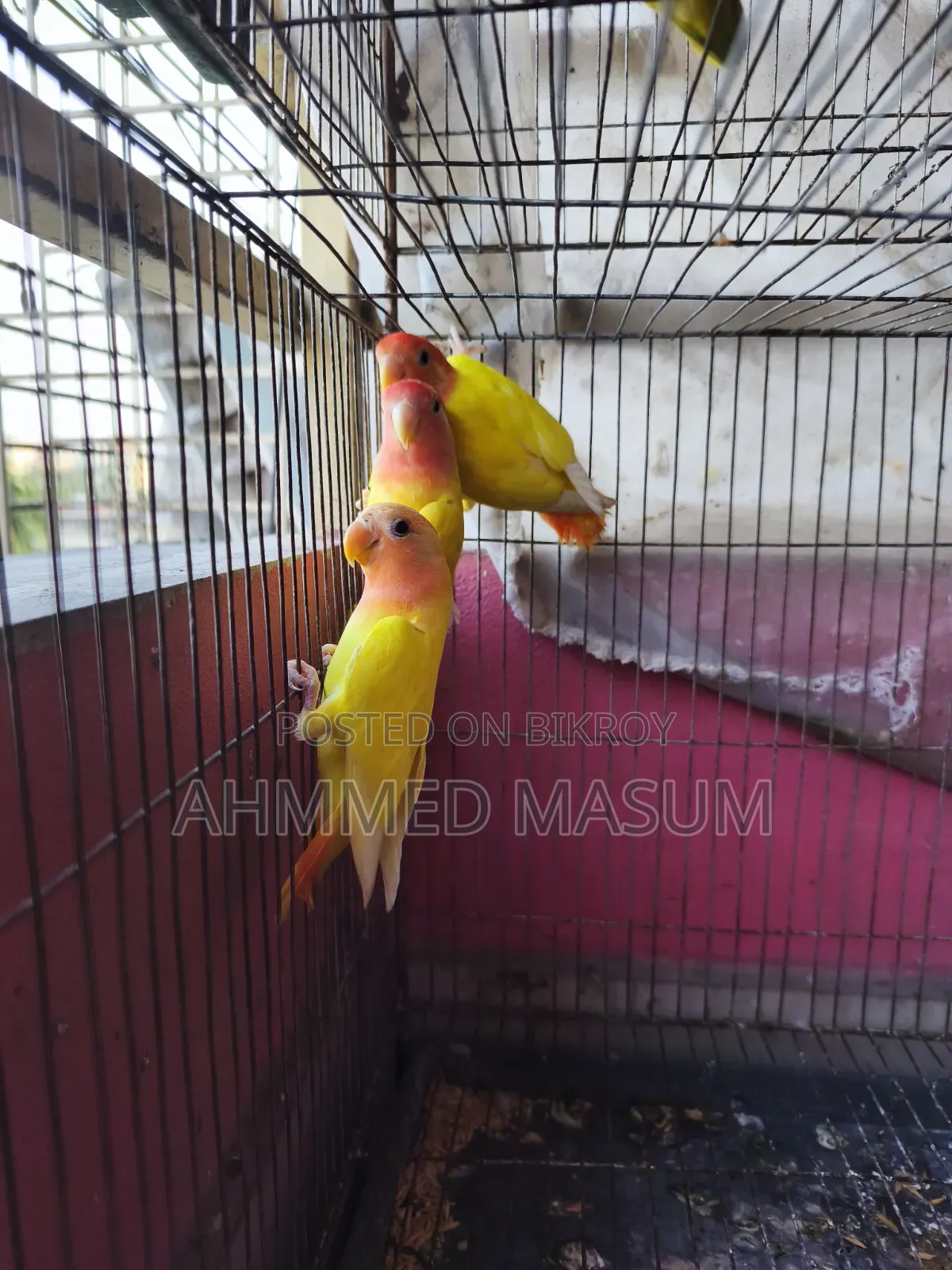 3 Pcs Lutino Red Head Opaline Baby Age 5 Months+ Full Fresh & Active ✅