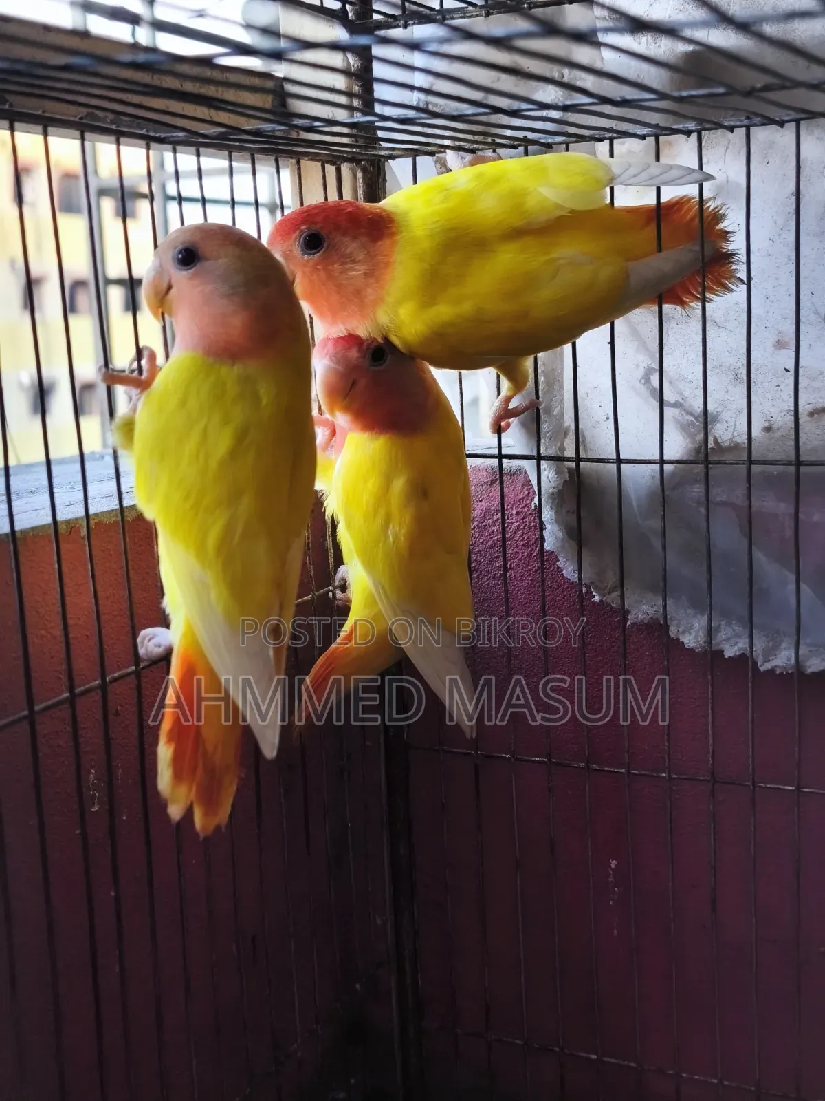 3 Pcs Lutino Red Head Opaline Baby Age 5 Months+ Full Fresh & Active ✅