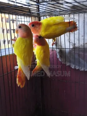 3 Pcs Lutino Red Head Opaline Baby Age 5 Months+ Full Fresh & Active ✅
