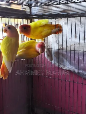 3 Pcs Lutino Red Head Opaline Baby Age 5 Months+ Full Fresh & Active ✅